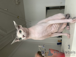 Photo №2. Mating service sphynx cat. Price - negotiated