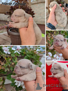 Photo №4. I will sell french bulldog in the city of Zrenjanin. breeder - price - negotiated