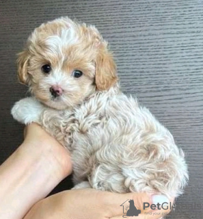 Photo №2 to announcement № 133954 for the sale of poodle (royal) - buy in United States 