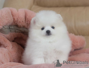 Photo №4. I will sell pomeranian in the city of Lappeenranta. private announcement - price - 350$