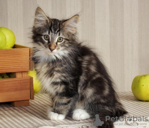 Photo №1. norwegian forest cat - for sale in the city of Hauppauge | 260$ | Announcement № 108617