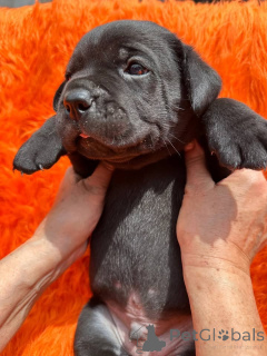 Photo №4. I will sell cane corso in the city of Aalborg. private announcement, breeder - price - 1$
