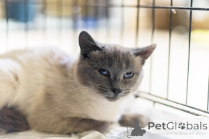 Photo №3. The incredible beauty Agatha is in good hands.. Russian Federation