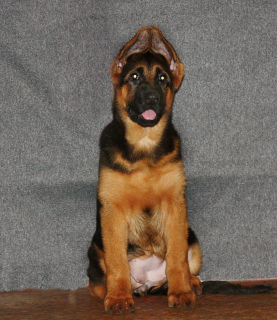 Photo №1. german shepherd - for sale in the city of St. Petersburg | negotiated | Announcement № 3774
