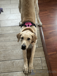 Photo №2 to announcement № 134976 for the sale of labrador retriever - buy in United States private announcement