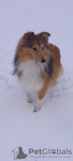 Photo №2 to announcement № 131494 for the sale of shetland sheepdog - buy in Estonia from nursery, breeder