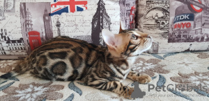 Photo №2 to announcement № 9786 for the sale of bengal cat - buy in Russian Federation from nursery