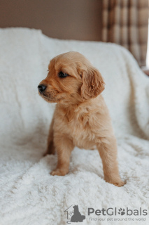 Photo №1. golden retriever - for sale in the city of Berlin | 423$ | Announcement № 90614