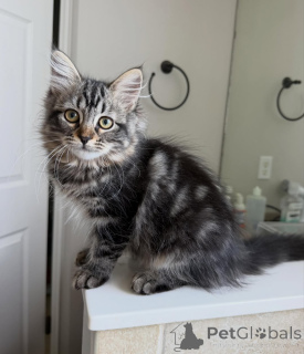 Photo №2 to announcement № 170632 for the sale of siberian cat - buy in Netherlands breeder