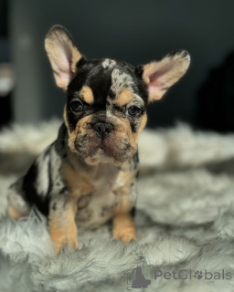 Photo №2 to announcement № 150631 for the sale of french bulldog - buy in Germany from the shelter, breeder