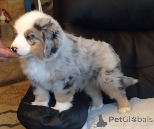 Photo №4. I will sell miniature american shepherd (aussie) in the city of Sosnowiec. breeder - price - 2581$