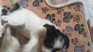 Photo №2 to announcement № 11206 for the sale of beaver yorkshire terrier - buy in Belarus private announcement