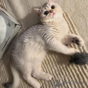 Photo №1. british shorthair - for sale in the city of Amstetten | 929$ | Announcement № 157683