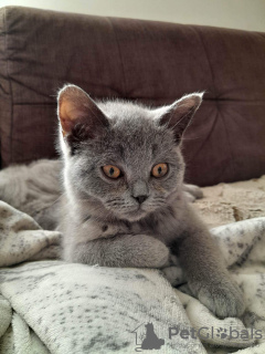 Photo №3. British blue males. Poland