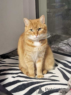 Photo №3. Well-mannered, intelligent red cat Alice is looking for a home. Russian Federation