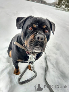 Photo №4. I will sell non-pedigree dogs in the city of Москва. private announcement - price - Is free