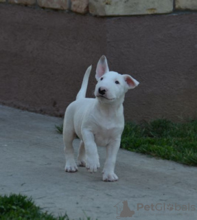 Additional photos: bull terrier puppies for sale