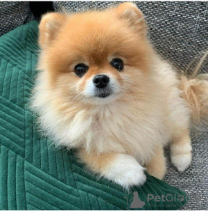 Photo №1. pomeranian - for sale in the city of Beltra | Is free | Announcement № 84449