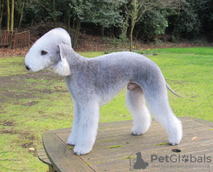 Photo №4. I will sell bedlington terrier in the city of Луховицы. private announcement - price - 1041$