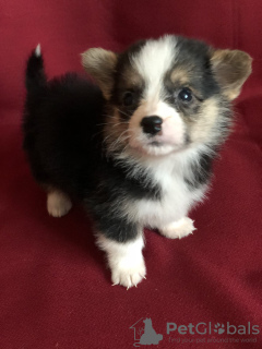 Photo №4. I will sell welsh corgi in the city of Minsk. from nursery, breeder - price - 566$