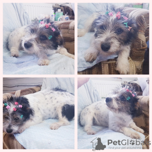 Photo №1. non-pedigree dogs - for sale in the city of Minsk | Is free | Announcement № 42259