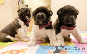 Photo №1. american akita - for sale in the city of Kramatorsk | negotiated | Announcement № 8813