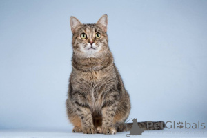 Photo №1.  - for sale in the city of Khimki | Is free | Announcement № 151250