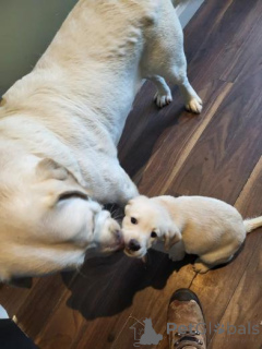 Photo №1. labradoodle - for sale in the city of Rūjiena | negotiated | Announcement № 160013