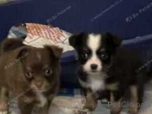 Photo №1. chihuahua - for sale in the city of AIUD | negotiated | Announcement № 160024