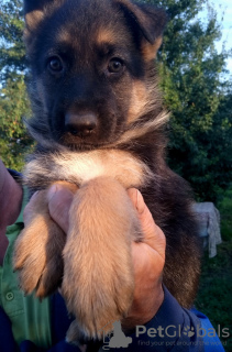 Photo №1. german shepherd - for sale in the city of Tiraspol | 90$ | Announcement № 24300