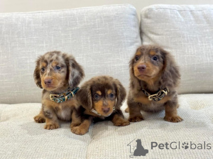 Photo №1. dachshund - for sale in the city of Freiburg | negotiated | Announcement № 158397
