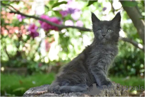 Photo №3. Maine Coon kittens. Germany