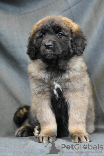 Photo №1. non-pedigree dogs - for sale in the city of Minsk | 1321$ | Announcement № 90626