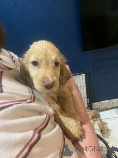 Photo №1. golden retriever - for sale in the city of Eisenach | 310$ | Announcement № 157678