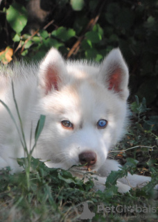 Additional photos: husky puppies 2 months old
