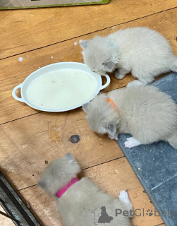 Photo №2 to announcement № 172349 for the sale of ragdoll - buy in Austria breeder