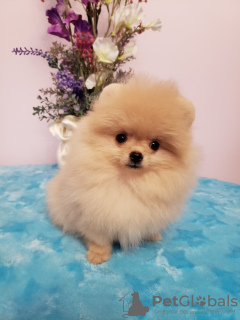 Photo №2 to announcement № 9299 for the sale of pomeranian - buy in Ukraine private announcement
