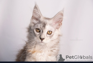 Photo №4. I will sell maine coon in the city of Казахстан. from nursery - price - 423$