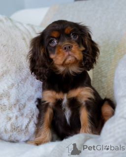 Photo №4. I will sell cavalier king charles spaniel in the city of Flims. private announcement - price - 568$