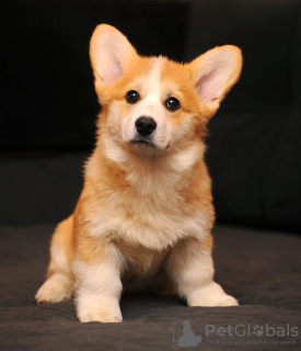 Photo №1. welsh corgi - for sale in the city of Ровно | 1585$ | Announcement № 92841