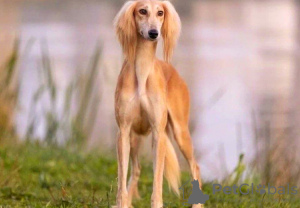 Additional photos: Saluki puppies, females and males