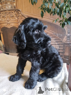 Photo №1. giant schnauzer - for sale in the city of Kharkov | 551$ | Announcement № 12819