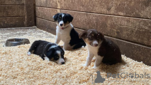 Photo №2 to announcement № 108829 for the sale of border collie - buy in United States private announcement, from nursery, from the shelter, breeder