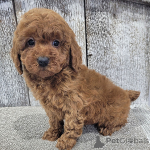 Photo №2 to announcement № 165016 for the sale of poodle (toy) - buy in Germany private announcement