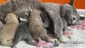 Photo №1. british shorthair - for sale in the city of New Beith | Is free | Announcement № 86741