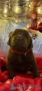 Photo №4. I will sell labradoodle in the city of Beloeil. breeder - price - 619$