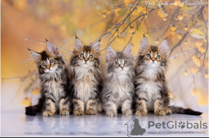 Photo №1. maine coon - for sale in the city of Pyatigorsk | 638$ | Announcement № 44044