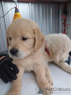 Photo №3. Schöne Golden Retriever Welpen. Germany