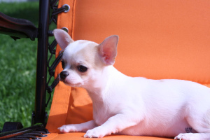 Photo №4. I will sell chihuahua in the city of Yaroslavl. breeder - price - Negotiated
