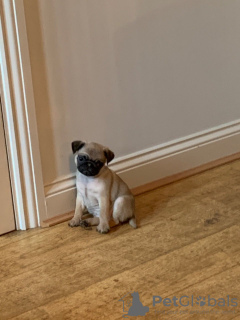 Photo №4. I will sell pug in the city of Wyoming. private announcement - price - 300$